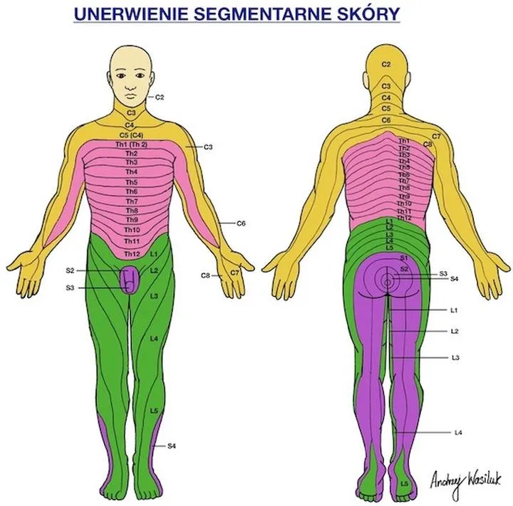 Odkryj tajniki masażu segmentarnego – co to jest i jakie ma zalety?